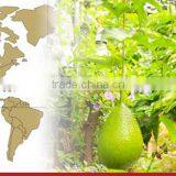 GAC FRUIT JUICE thumbnail-3