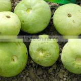 Hybrid TINDA ROUND GOLD SPECIAL F1 Seeds thumbnail-2