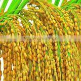 Rice and Wheat Threshing Machine on Sale thumbnail-6