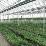 Arc Multi-span Glass Greenhouse for Strawberry thumbnail-3