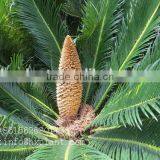 Artificial Cycas Revoluta Sago Cycas for Jurassic Period Dinosaur Hall thumbnail-2