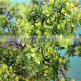 Home Garden Decoration 50cm to 160 cm Hight Small Indoor Canadian Artificial Green Pot Plastic Similar Pine Trees ELSPZ02 0903 thumbnail-1