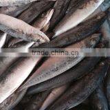 Mackerel thumbnail-2