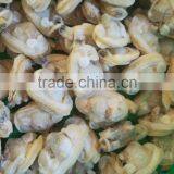 New Landing Frozen Boiled Hot Sale IQF Clam Meat Without Sand thumbnail-2