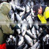 I. Fish Company Limited company overview - view 1 thumbnail