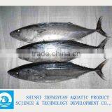 Frozen Tuna/Skipjack/Bonito Fish thumbnail-1