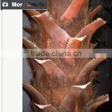 Outdoor Indoor Project Coconut Palm Tree thumbnail-3