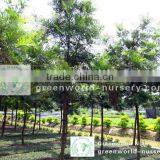 Grevillea Robusta Outdoor Plants thumbnail-1