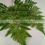 Best Selling Decorative Cut Leaf Learth Fern For Wedding Car Wholesale From YUNNAN thumbnail-3