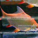 Albino Red Tail Tinfoil Barb Fish / Thailand Tropical Fish Exporter thumbnail-4