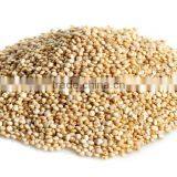 Quinoa Seed thumbnail-2