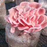 Factory Price Premium Oyster Mushroom Spawn Cultivated for Fresh Oyster Mushroom (White,Grey,Dark Grey,Yellow,Pink)