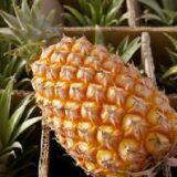 Pineapple thumbnail-2