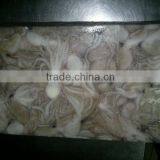 Baby Octopus Fish Clean thumbnail-1