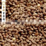Chinese traditional high quality perilla seeds/white perilla seeds
