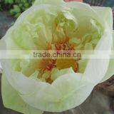 White Color Fresh Cut Lotus Flower Manufacturer in India thumbnail-3