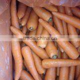 Fresh Australian Carrots