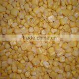 2016 harvest iqf frozen yellow corn sweet corn kernels