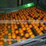 CITRUS ORANGES FROM EGYPT