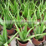 High Quality Tonic Water Hair Tonic "ROCAIGEN" for Safe thumbnail-2