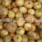 Agriculture - Fresh Vegetables- Fresh Yellow Onion
