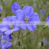 Rich in DHA&EPA Flax Seed Oil (ALA:35-65%) With FDA&KOSHER thumbnail-3