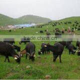 Animal Electronic Identification 134.2kHz RFID Ear Tag thumbnail-2