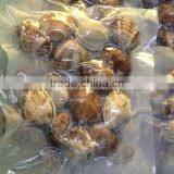 Top Quality Baby Clams With Shell for Sale thumbnail-1