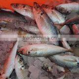 Frozen Fresh Seafood Big Eye Horse Mackerel High-quality Fish thumbnail-1
