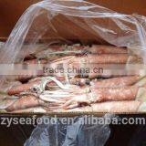 Whole Round Frozen Pacific Squid thumbnail-2