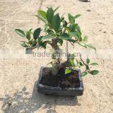 Ficus Microcarpa Bonsai in 15cm,20cm ,25cm ,30cm Pot,ball ,S Shape thumbnail-2