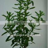 Stevia Rebaudiana thumbnail-1