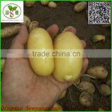 4.5cm-5.cm,5.cm-6cm,6cm up Pure White Garlic/white Garlic /organic Garlic Export thumbnail-4