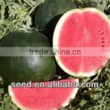 SEEDLESS KING chinese red flesh watermelon seed