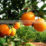 fresh orange exporter in china