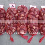 Chestnut From China thumbnail-1
