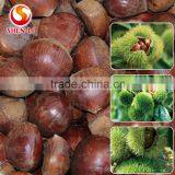 Big Size 2016 New Crop Fresh Dandong Chestnut for Advance Sale thumbnail-1