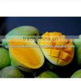 BEST QUALITY - BEST PRICE FOR FRESH GREEN MANGO