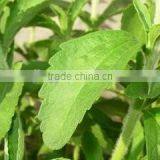 Stevia Powder Healthy Stevia Rebaudioside thumbnail-2