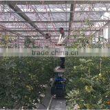 Chian Xinhe Large Multi-span Glass Greenhouse Commercial Greenhouses thumbnail-2