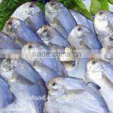 Frozen Silver Pomfret Fish thumbnail-6