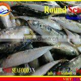 FROZEN SHORT BODY MACKEREL WHOLE ROUND thumbnail-5