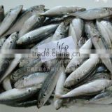 Import and Export Fish Horse Mackerel Fish 130-150 thumbnail-1