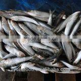 Frozen Sardine Fish thumbnail-1