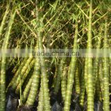Bambusa ventricosa ( chinese bamboo ) outdoor plant for landscaping