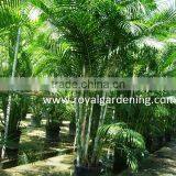 Areca Palm (Chrysalidocarpus Lutescens) Yellow Butterfly Palm thumbnail-2