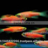 Pink Danio Fish Farm For Sale and Aquarium Fish Export thumbnail-6