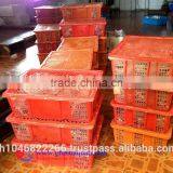 Ornamental Fish Breeder thumbnail-6