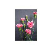 Cherry Tessino thumbnail-1