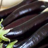 hybrid long eggplant seeds mid-early maturity green sepal vegetable seeds no.85